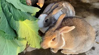 Dinner time🌱🥬🐰💖.