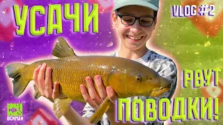 Усачи рвут поводки! Рыбалка на спиннинг в Испании! VLOG#2 #fishing #spinning #рыбалка #спиннинг