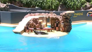 Tenerife Loro Parque Performing Seals Show Part 2 HD June 2018