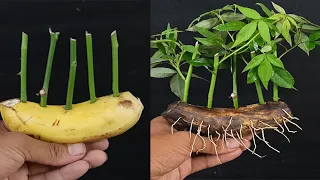 How to grow roses from cutting in banana for beginners