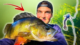 GIANT PERCH Living in Small River (Crazy Dropshot Fishing) | Team Galant