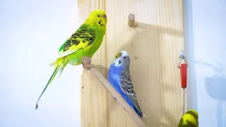 Budgie sounds to make them Sing | Budgie Happy Sounds