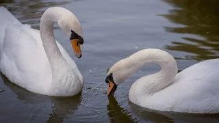 Львів Стрийський парк  Lviv Stryi park