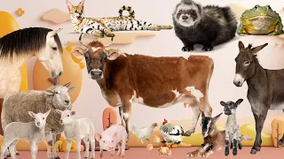 Happy animal moment Antelope, bat, zebra, lion, boar, goat, rhinoceros, squirrel  - Animals sound