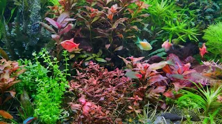 😍 400л. Акваріум через пів року 😍. Aquarium life 400l.