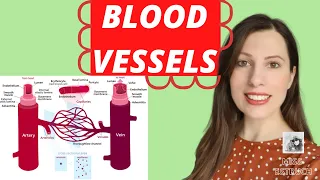 BLOOD VESSELS: A level biology.  Comparing the structure and function of each blood vessel.
