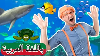 Arabic Blippi |  بليبي يزور حوض سمك - عالم البحار | افلام اطفال بليبي | برامج اطفال بليبي |