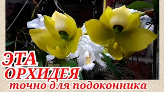 Орхидеи из любимых - Cycnoches chlorochilon - бомбические цветы. Катасетумные.