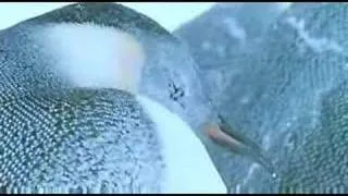 March of The Penguin trailer