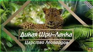 Дикая Шри-Ланка (Царство Леопардов) (4K)