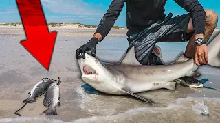 surf fishing for SHARK AND TROUT - what are the chances?