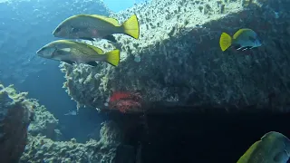 Il pasto delle Cernia Bianca - SARDEGNA