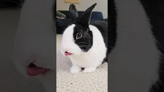 HOW WELL DO RABBITS HEAR?