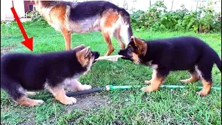 Самые СМЕШНЫЕ Щенки Немецкой овчарки! The most FUNNY Puppies of the German Shepherd!