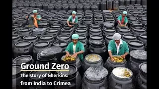 Ground Zero The story of Gherkins:  from India to Crimea