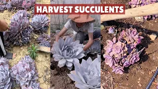 How I Harvest My Succulents| 多肉植物 | 다육이들 | Suculentas