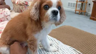 Cavalier likes her belly rubbed after a nice breakfast