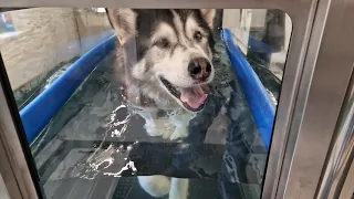 Old Husky Has The Best Life He Can