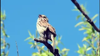 Song sparrow