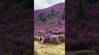 Цветение маральника на Алтае 🌸🌸🌸 #altay #алтай #красивоевидео #горы #цветы #весна