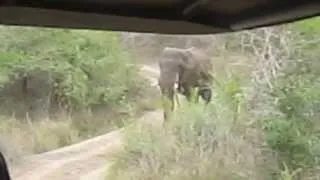 Thula Thula   Elephant charge