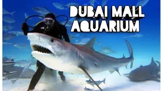 Dubai aquarium |Dubai mall aquarium|cute visions