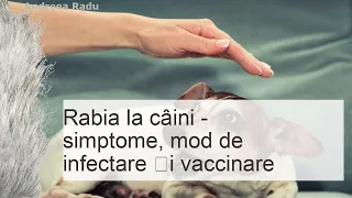 Rabia la caine - care sunt simptomele acestei boli?