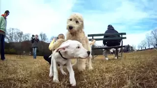 GoPro HD: Beautiful Day at the Dog Park