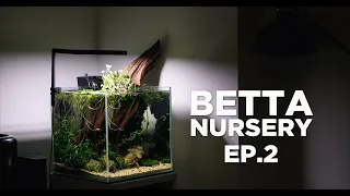 BETTA TANK for Baby Bettas - Ep.2 Update and Betta fry