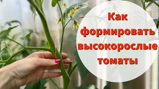 ОБЯЗАТЕЛЬНАЯ ФОРМИРОВКА ВЫСОКОРОСЛЫХ ТОМАТОВ. Удалять ли нижние листья? Какие пасынки удалять?