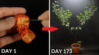 CAROLINA REAPER Time Lapse