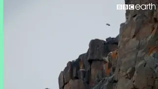 Baby Chick Jumps Off Cliff | Life Story | BBC Earth