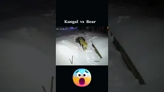 Kangal vs Bear #shorts #animals #fight