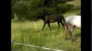 The Kabardin "SHAGDY" Circassian Mountain Horse