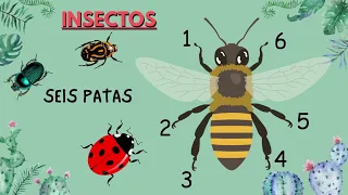 ARTRÓPODOS (INSECTOS Y ARÁCNIDOS).