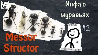 О муравьях Messor Structor #2