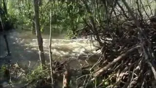 Blasting Beaver Dams (with Dynamite)