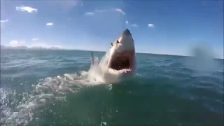 Атака белой акулы крупным планом