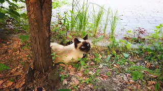 Тайская кошка - всё о породе
