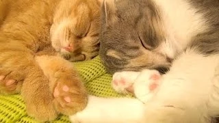 愛し合うママ猫と子猫 Mom cat and kitten love each other