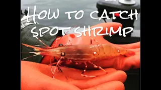 How to CATCH spot shrimp - ULTIMATE Guide!