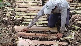 Coringa Agrofloresta: Manejo Safa Horta