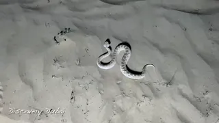 Sand viper seen aggressive in Dubai desert
