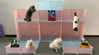 How to make a simple house for Pomeranian dogs and Baby cats