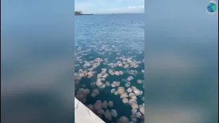 Trieste, invasione di meduse, tra le più grandi del Mare Adriatico