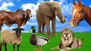Funny animals moments::  dog,chicken,deer, horse,elephant,tiger,fish,-animal sounds "Mas Animals"