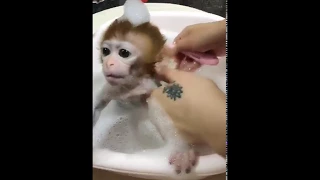 OK,I'm going to take a bath first-Cutest monkey video 2017