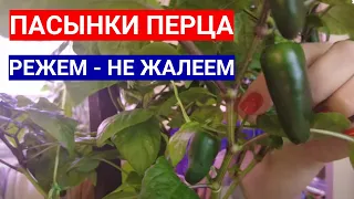 ПЕРЦЫ НЕ ЛЮБЯТ ПАСЫНКИ - СХЕМА ПАСЫНКОВАНИЯ И ФОРМИРОВКИ КУСТА ПЕРЦА В ТЕПЛИЦЕ И ОТКРЫТОМ ГРУНТЕ