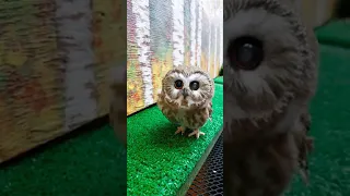 Tootsie, the Most Adorable Saw-whet Owl!