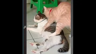 video komedi kucing lucu bikin ketawa ngakak Prat 6